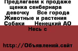 Предлагаем к продаже щенка сенбернара - девочку. - Все города Животные и растения » Собаки   . Ненецкий АО,Несь с.